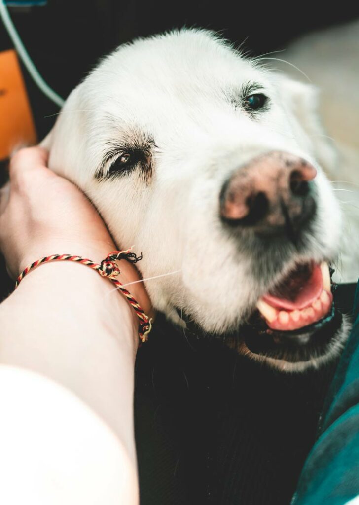 Hundebetreuung Furever Joy - Alter weisser Labrador, der gestreichelt wird