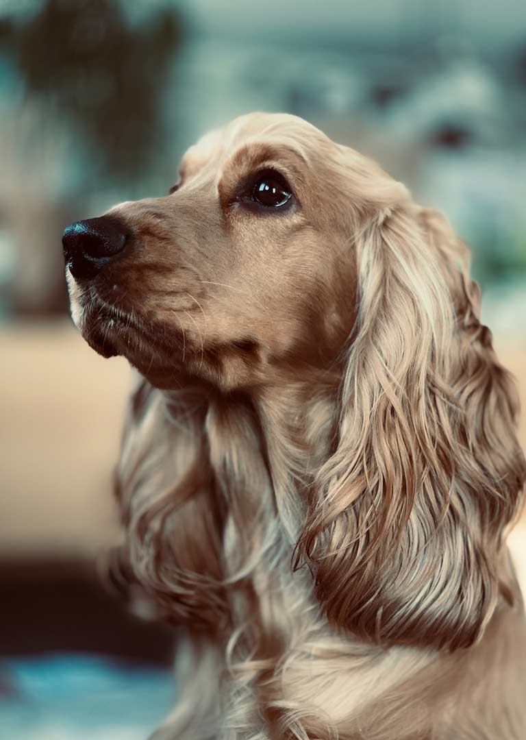 Cocospaniel Hund, Hundebetreuung Wädenswil