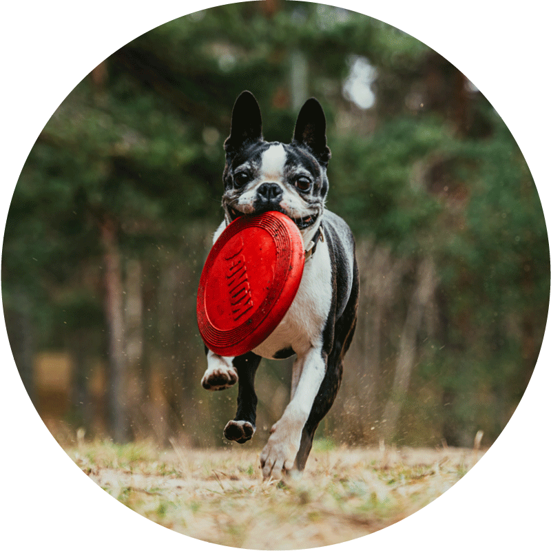 Hund mit Frisbee, Hundesitting Wädenswil Furever Joy