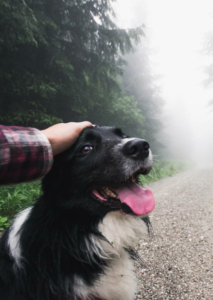 Spaziergang mit Hund im Wald, Furever Joy Hundebetreuung