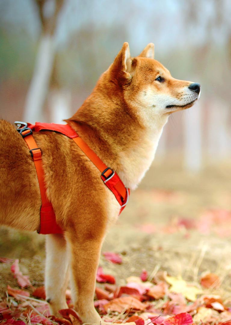 Shiba Inu Hund, Furever Joy Hundesitting Wädenswil