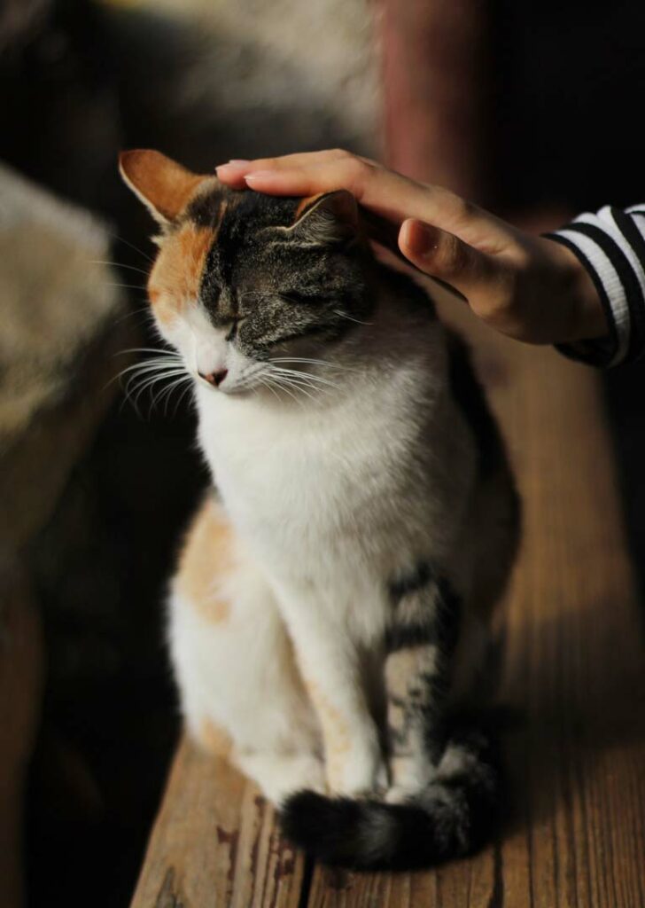 Dreifarbige Katze die gestreichelt wird