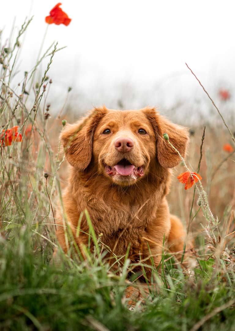 Hundebetreuung Wädenswil - Bild Hund im Mohnblumenfeld