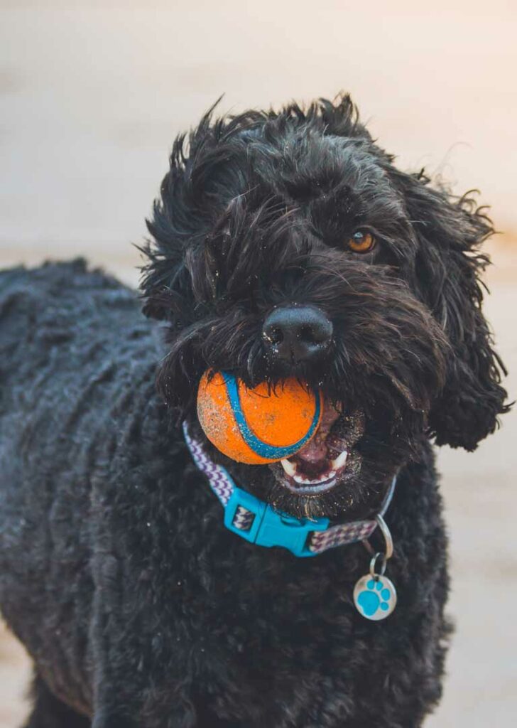 Hund mit Ball im Maul, Hundebetreuung Fureverjoy Wädenswil