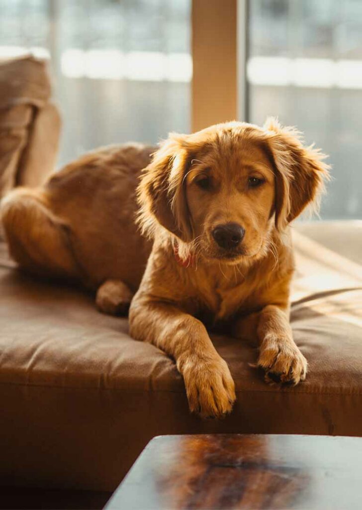 Junger Hund zuhause auf dem Sofa, Haustierbetreuung zuhause