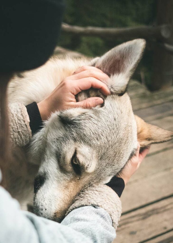 alternativmedizin - husky wird gestreichelt