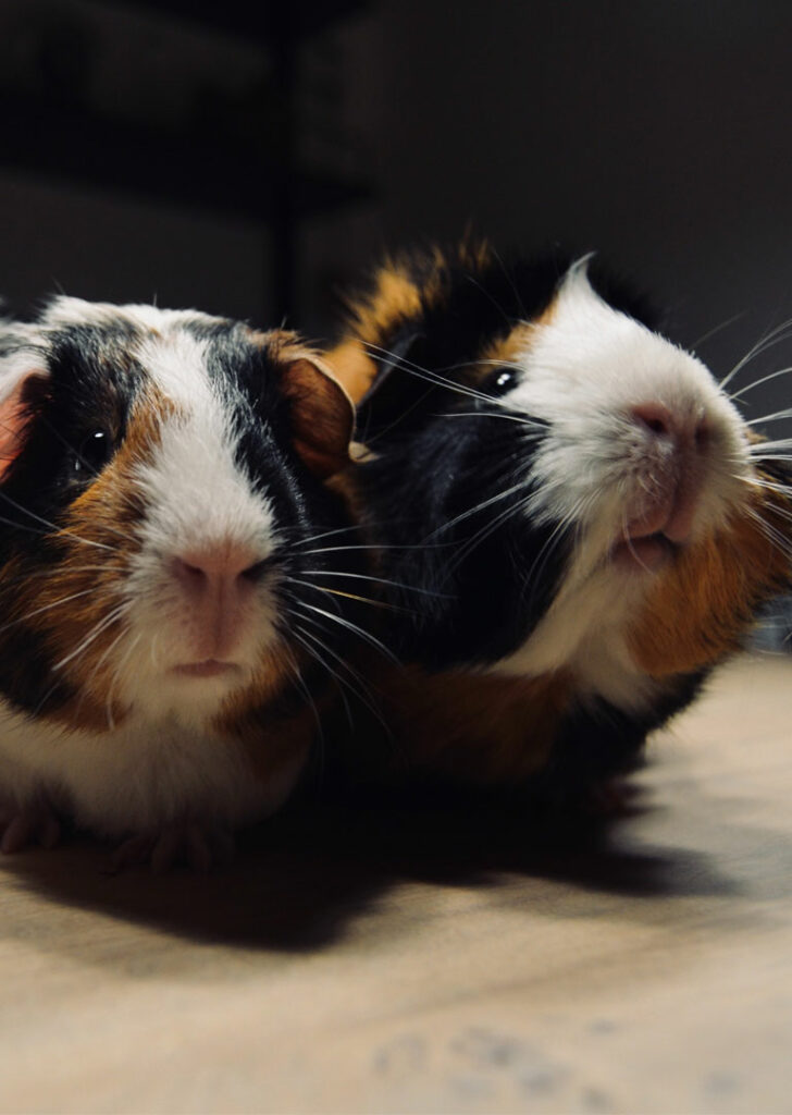 Zwei dreifarbige Meerschweinchen, Nagetierbetreuung