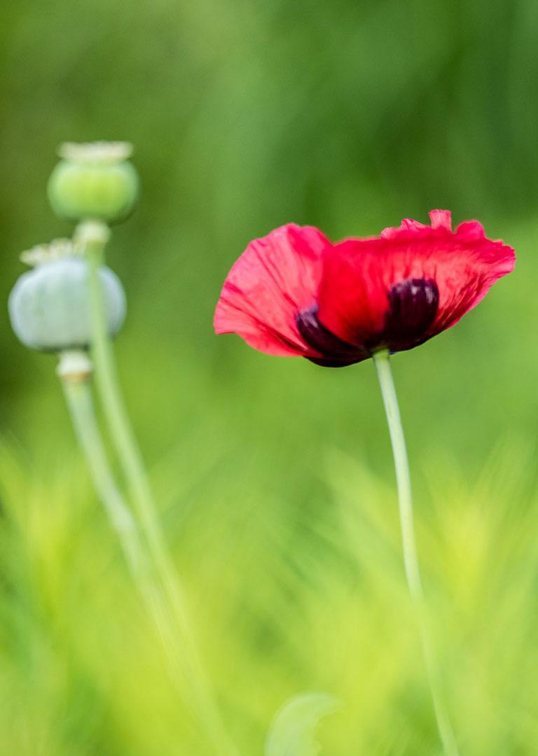 mohn-feld