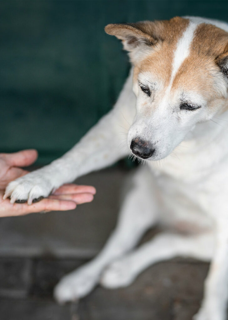 Hunde heilen mit Alternativmedizinischer Therapie