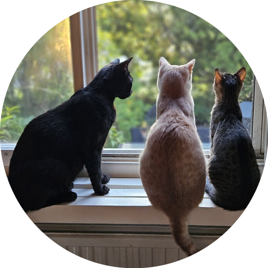 Katzensitting Milo, Bimi und Tabby durch Fureverjoy, Wädenswil