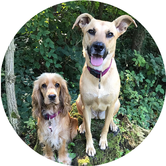 Hunde Nala und Lotta, Hundesitting durch Fureverjoy in Wädenswil