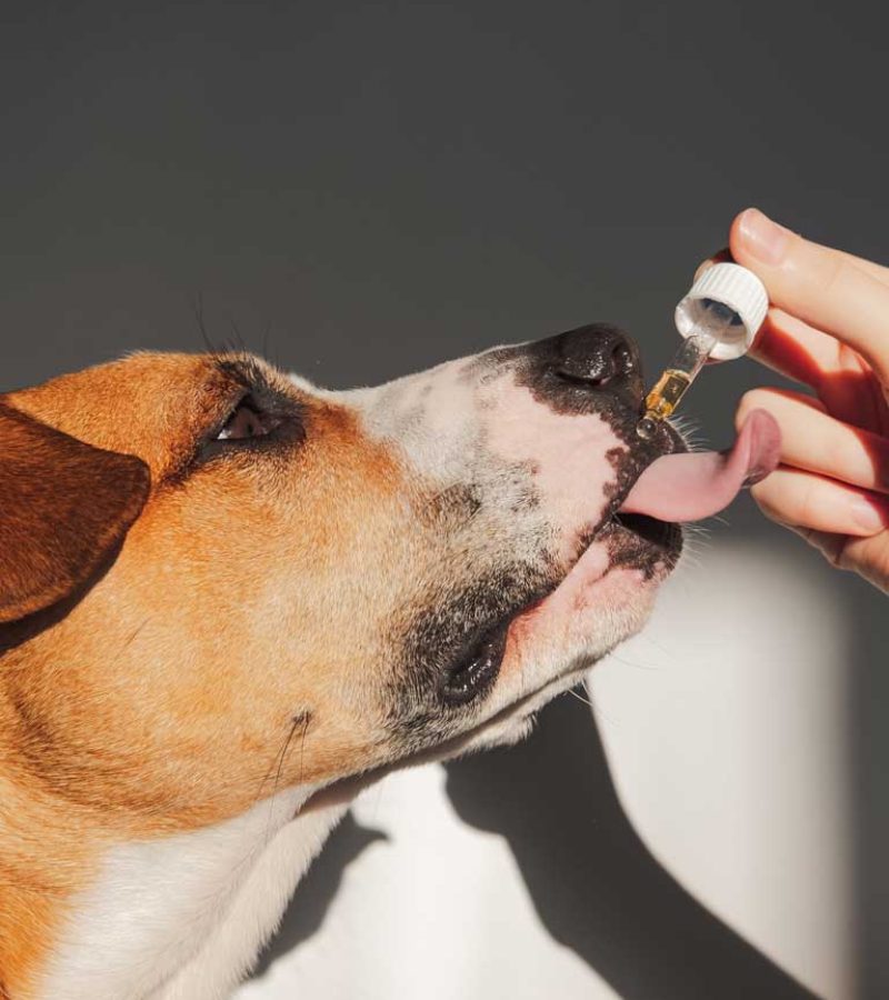 Hund wird mit Homöopathie behandelt