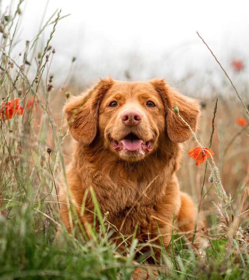 Hundebetreuung Wädenswil - Bild Hund im Mohnblumenfeld