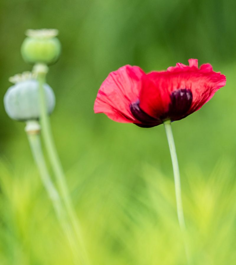 mohn-feld