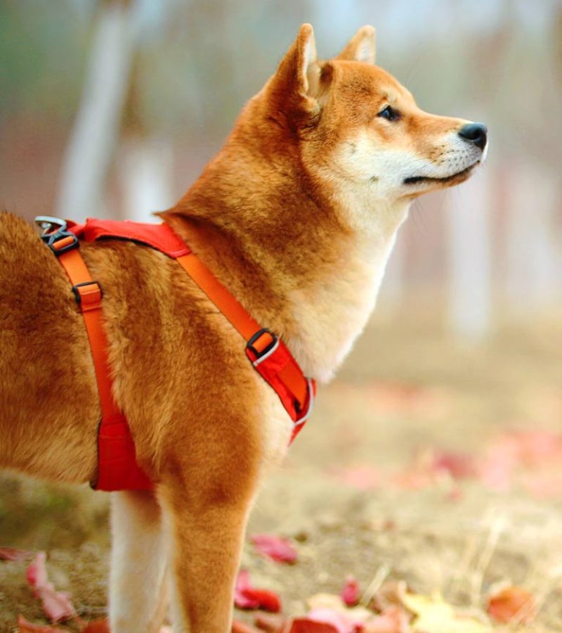 Shiba Inu Hund, Furever Joy Hundesitting Wädenswil